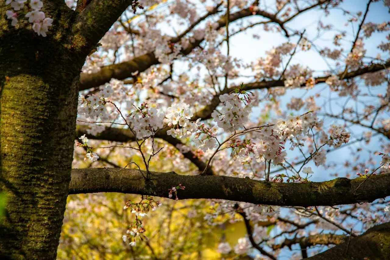 *** 旅館 京都高瀬川別邸 日本